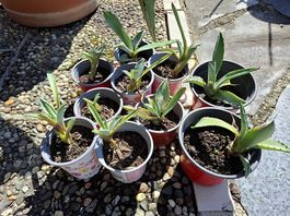 Agave