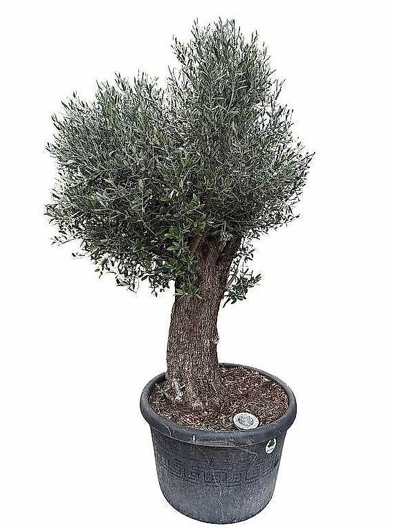 Piante & sementi: AKTIONSPREIS - Olivenbaum "Olea Europea 19"  – Usato da Zuckenriet venduto da Thur_Plant 4