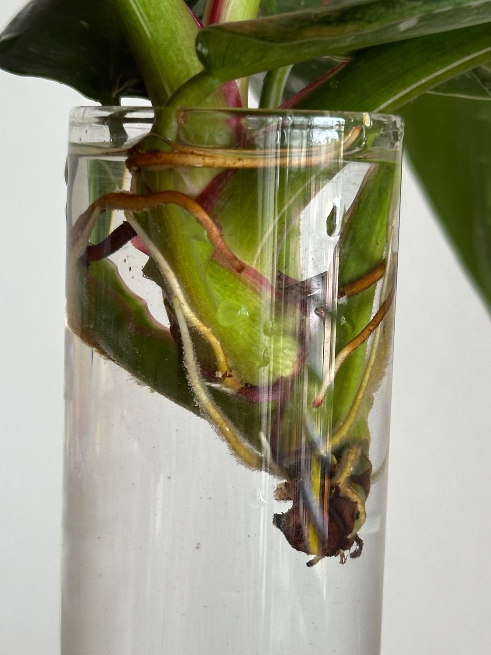 Piante & sementi: Philodendron White Princess 'Tricolor' bewurzelter Steckling – Usato da Zürich venduto da ong8 2