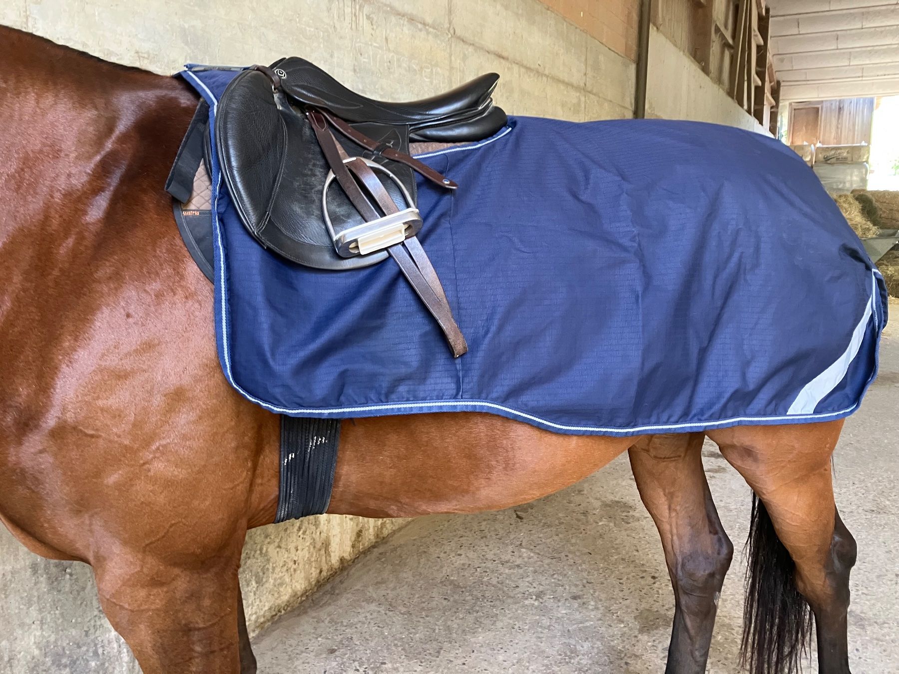 Decken & Deckenzubehör: Buccas ausreitdecke 145cm – Gebraucht aus kottwil von opononi 2