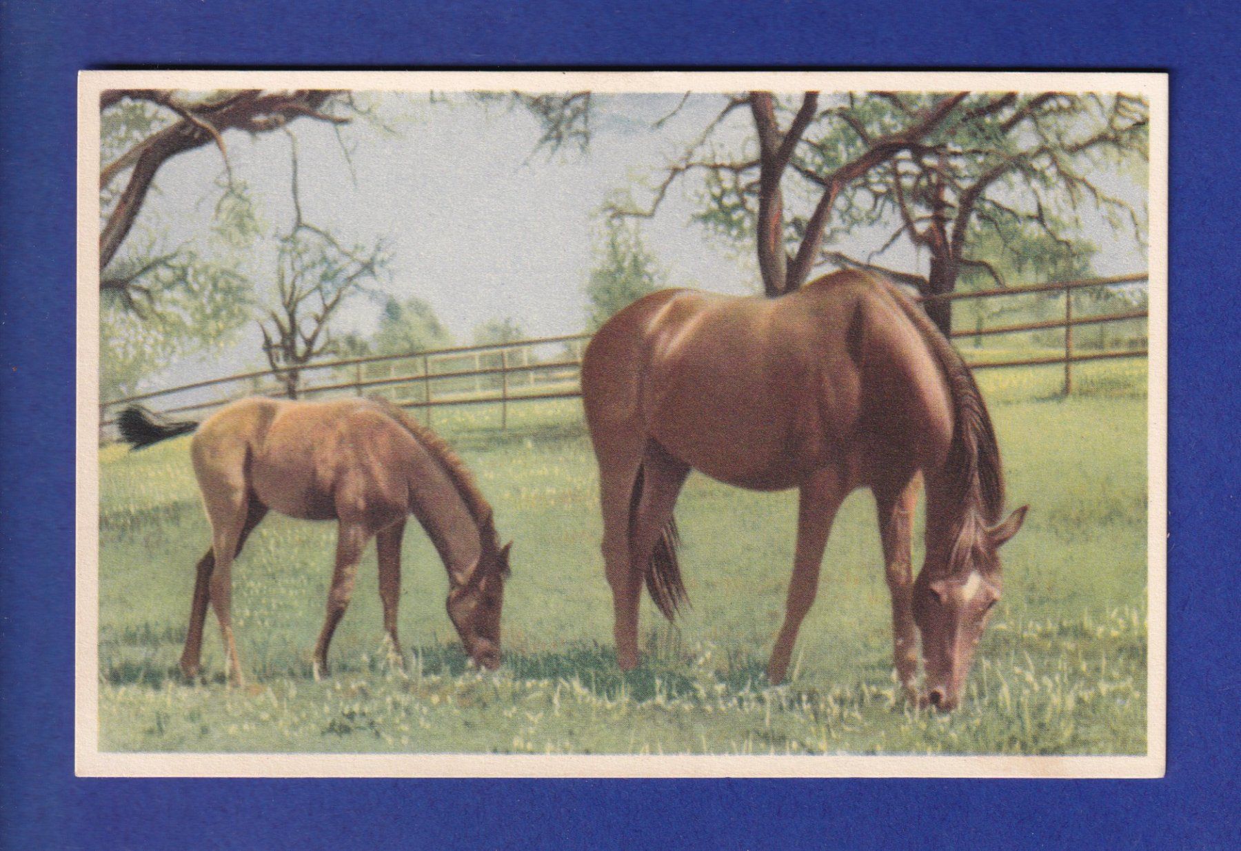 Ansichtskarten: CHEVAL – Gebraucht aus Pully von nicecards-shop