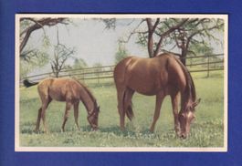 CHEVAL
