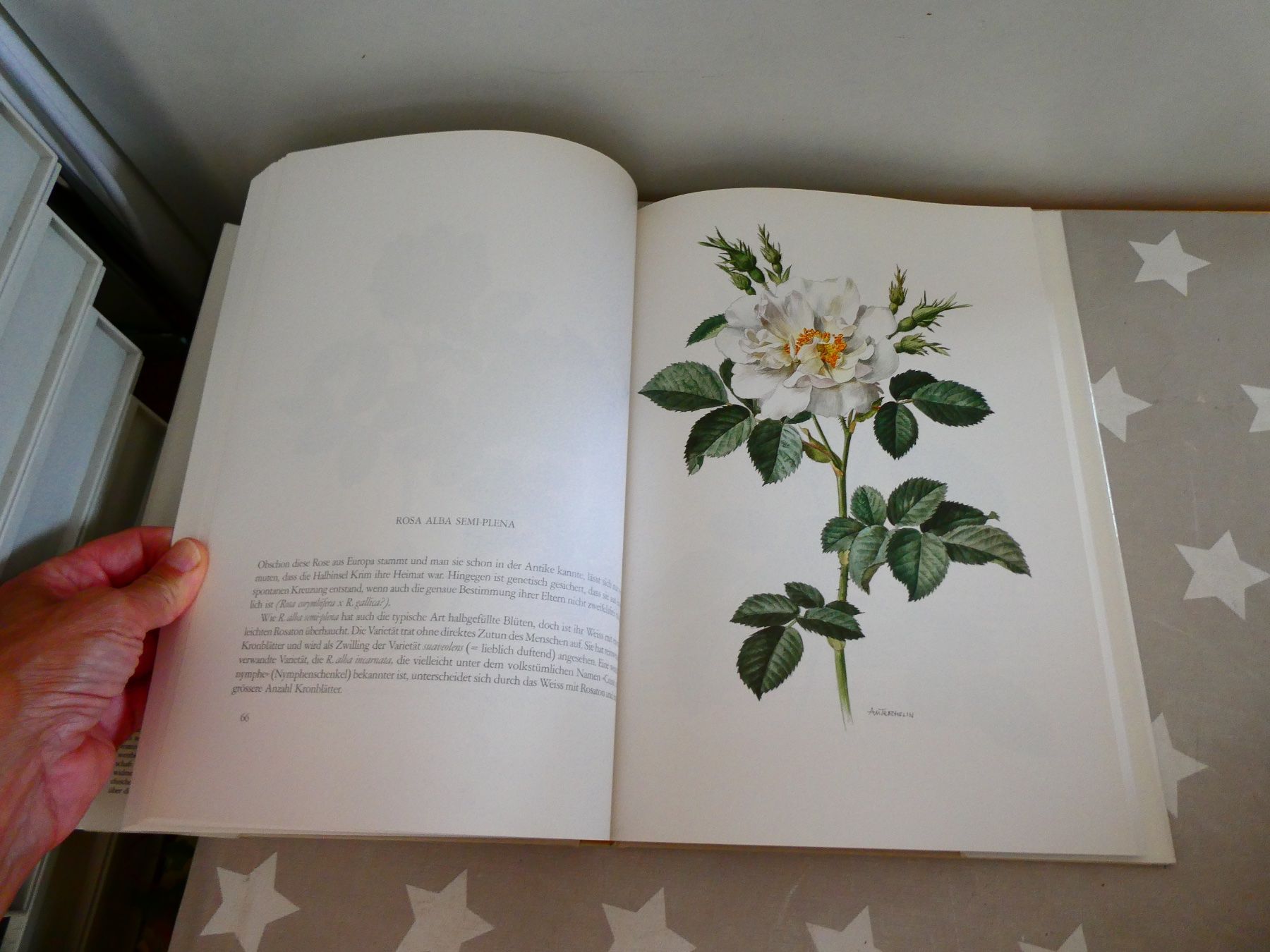 Libri: Buch: Alte Rosen - neue Rosen – Usato da Rafz venduto da Powacaddy 2