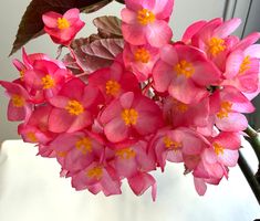 Begonia*Lucerna/Corallina*****