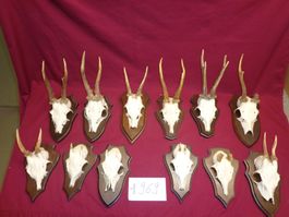 Reh, Geweihe, Trophäe, Horn, Dekoration, Jagd Abwurfstangen