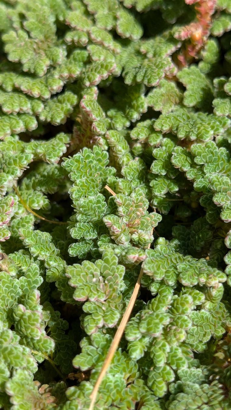 Plantes & graines: Azolla caroliniana – D'occasion à Vuisternens-Romont par Cold_cactus