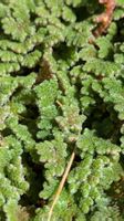 Azolla caroliniana