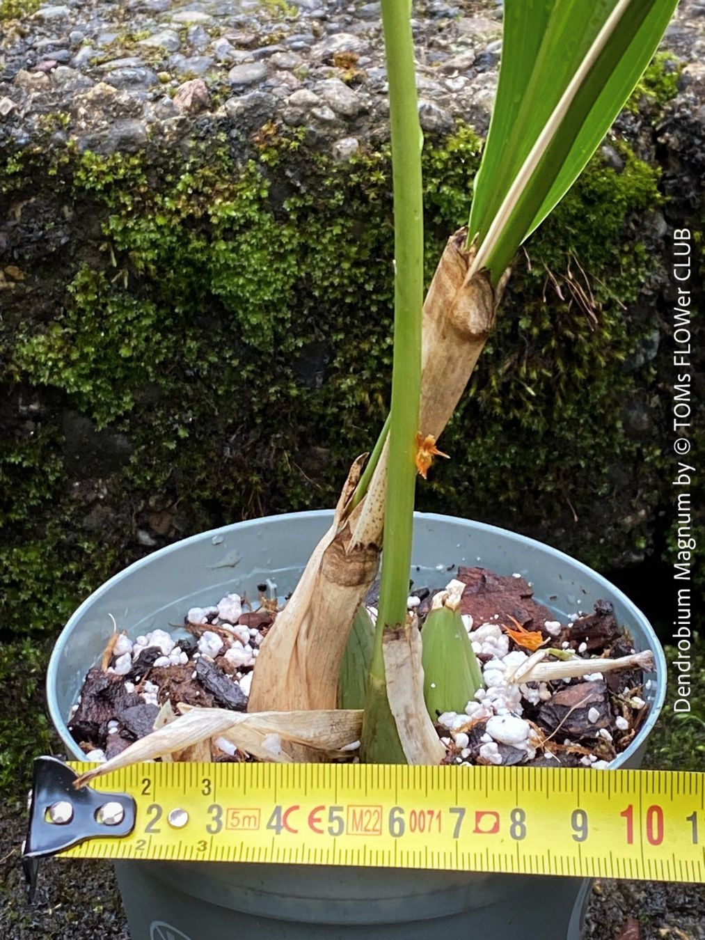 Piante & sementi: Dendrobium Magnum Orchidee - Duft und Blüte einfach WOW – Nuovo e nell'imballaggio originale da Adliswil venduto da asTOMas963 6