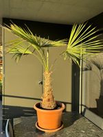Tessiner Palme - Trachycarpus Fortunei