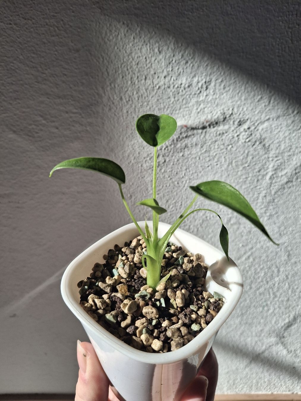 Plantes & graines: Alocasia 'Tiny Dancer' im Selbstbewässerungstopf – Neuf (Voir description) à Wila par mal_e_na