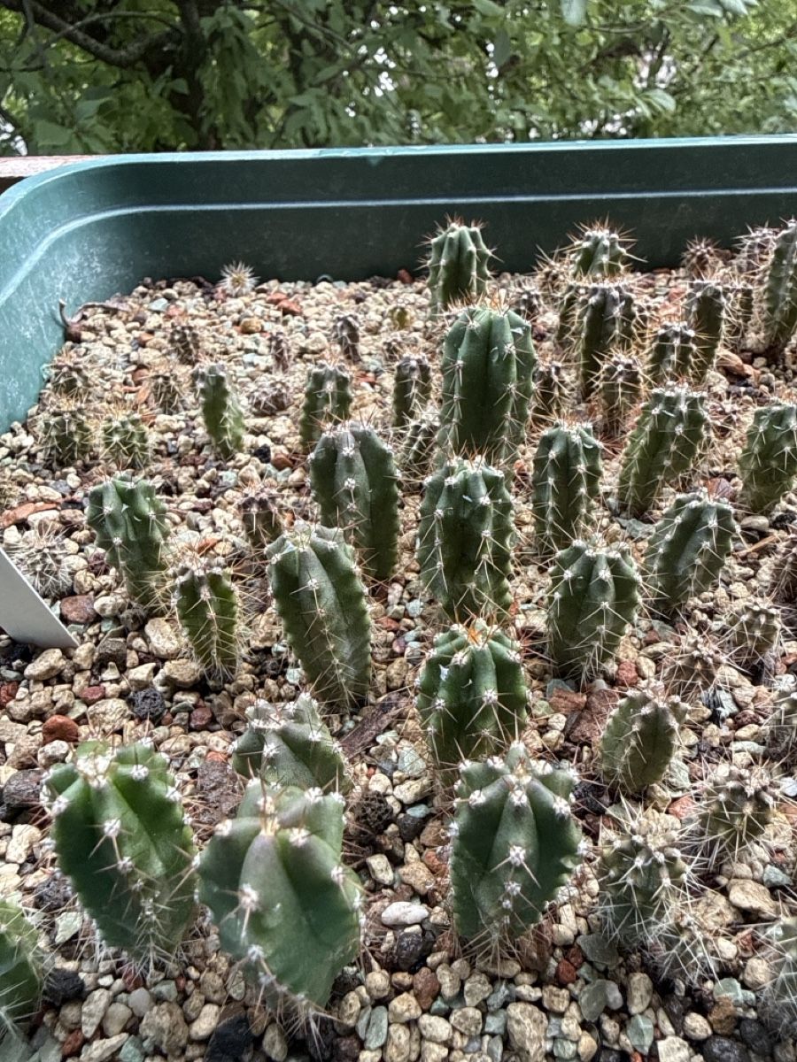 Plantes & graines: Echinopsis pachanoi / TC – D'occasion à Rorbas par SimS0n