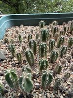 Echinopsis pachanoi / TC