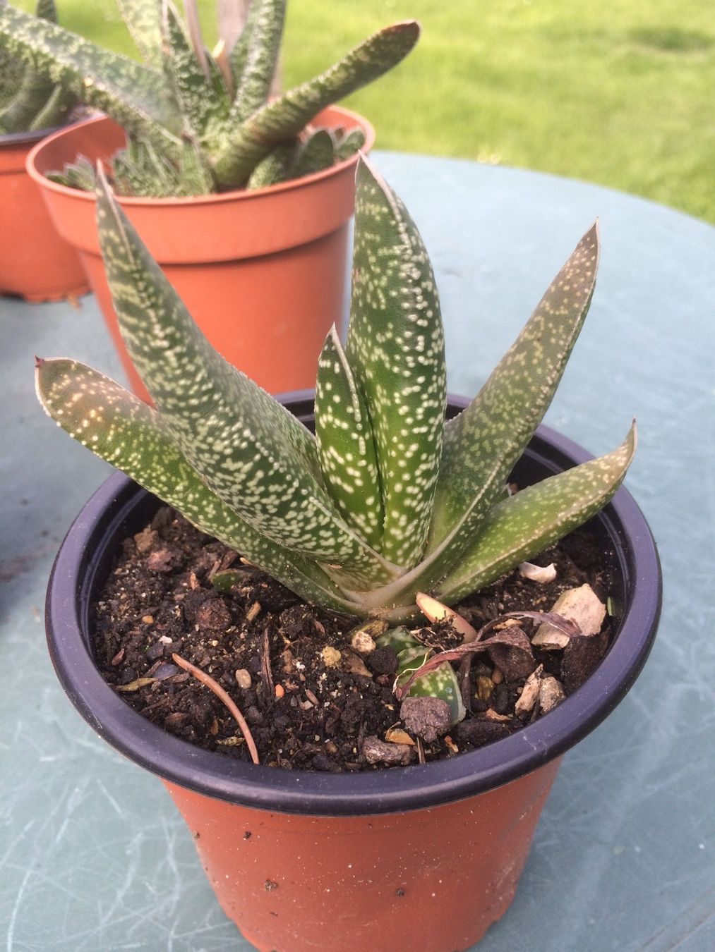 Piante & sementi: Gasteria Hirschzunge – Nuovo (secondo la descrizione) da Vinelz venduto da Wellensittich55