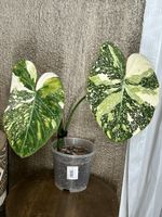 Philodendron Gloriosum Tricolor🌿✨