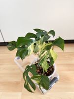 Monstera minima variegated 