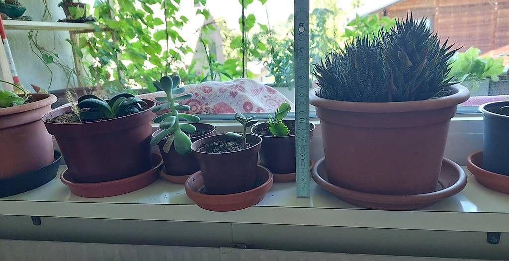 Piante & sementi: Lot de succulentes avec pots – Usato da Nidau venduto da jul_6tpv 3