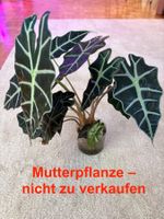 Alocasia Polly Rhizom 1