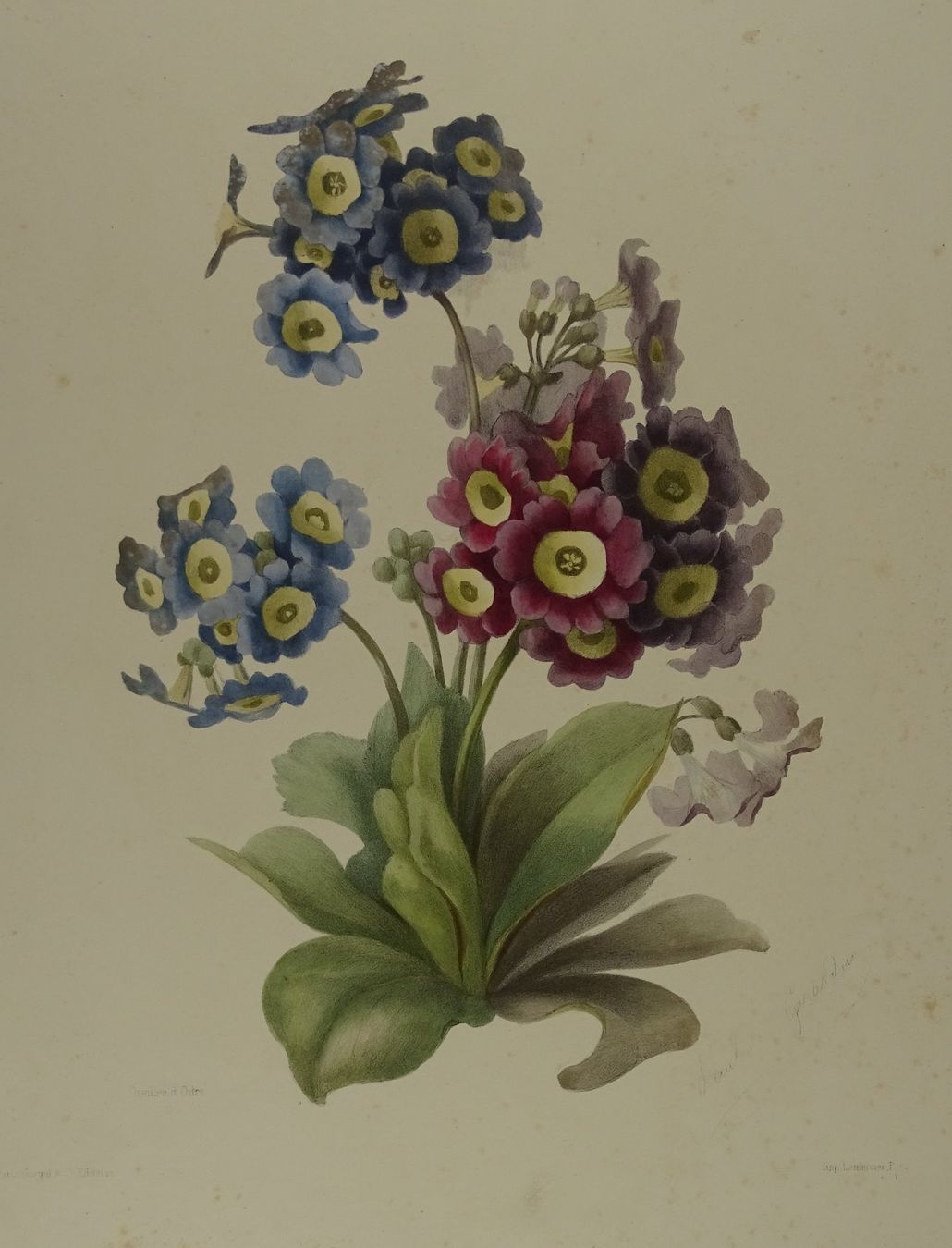 Incisioni: OREILLES D’OURS, LITHOGRAPHIE UM 1850 – Usato da Grüningen venduto da Kartensammler 1