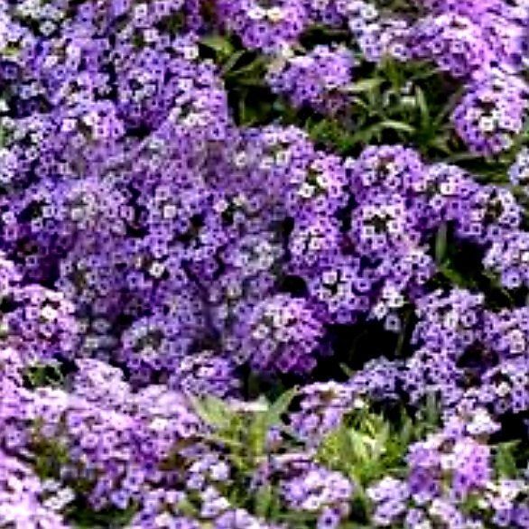 Pflanzen & Samen: 50 SAMEN STEINKRAUT ALYSSUM "VIOLET QUEEN" – Neu und originalverpackt aus Rovio von POSITIFFARTandPLANTS 3