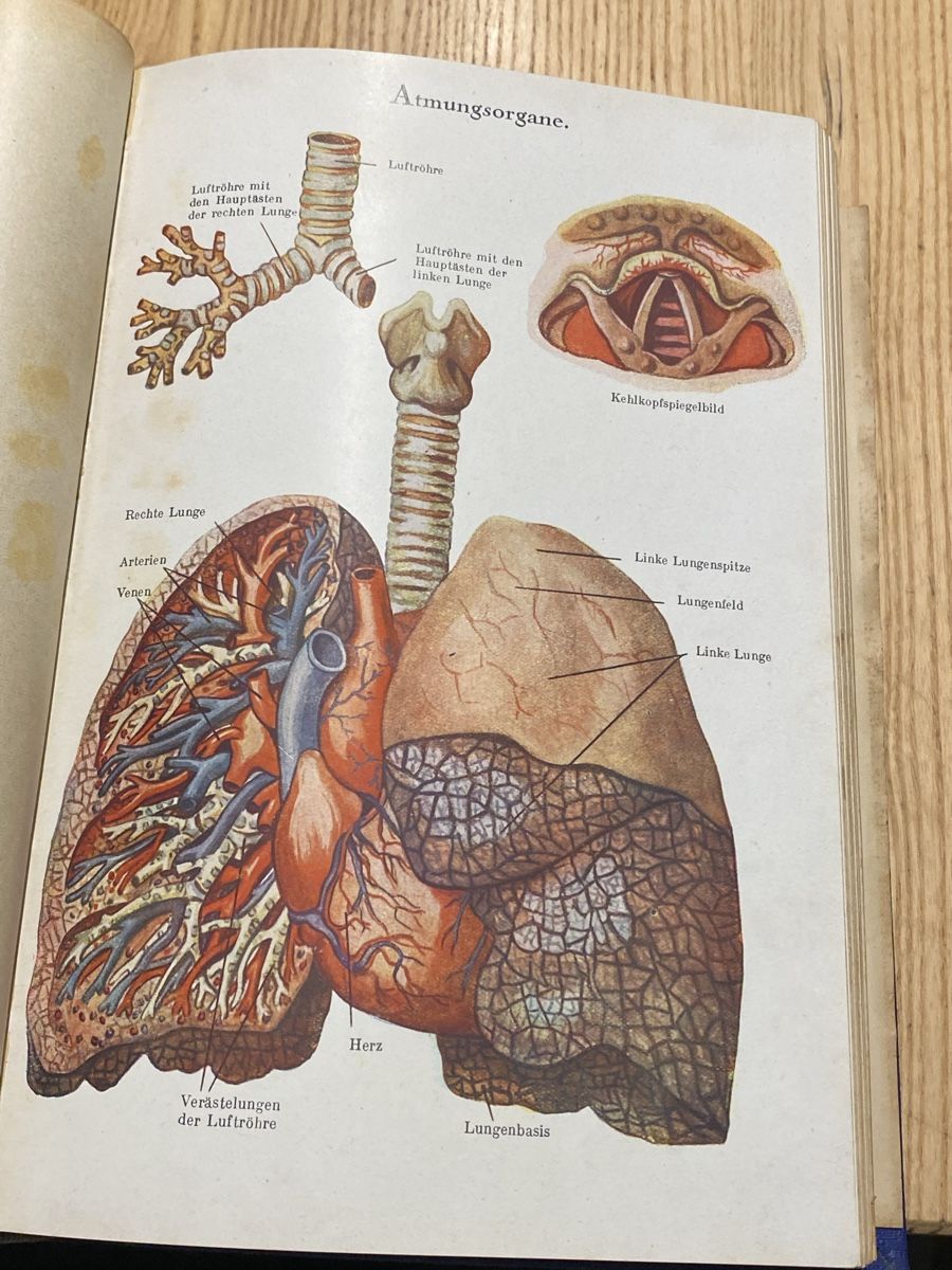 Libri: Selbsthilfe Gesundheitsbuch um 1900 – Usato da Mosnang venduto da Goldwasser 6