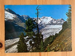 Aletschwald mit grossem Aletschgletscher - AK 1970