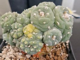 Lophophora Fricii cv. Oibo var. Variegata f. Prolifera