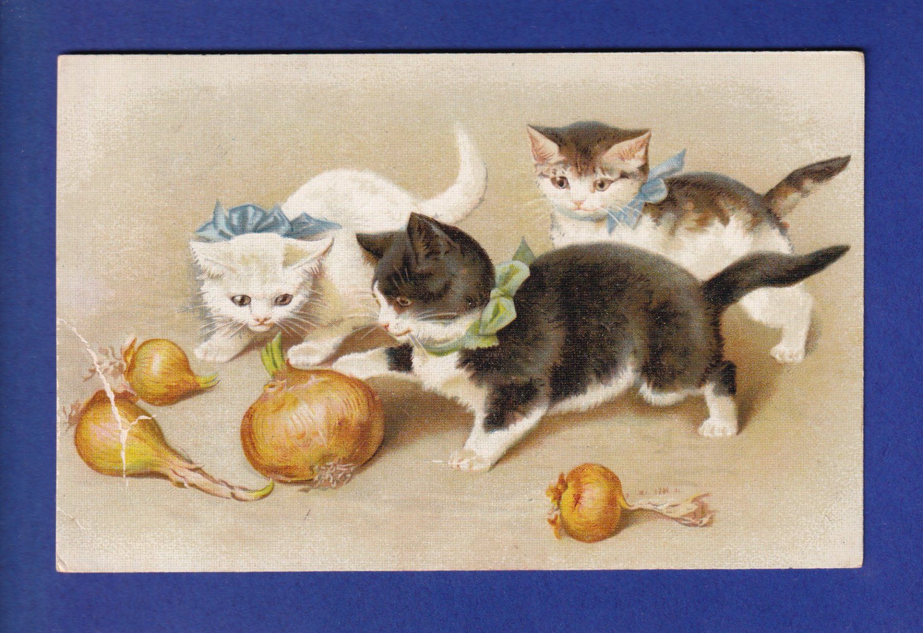 Ansichtskarten: CHAT - Chatons et oignons // pli // – Gebraucht aus Pully von nicecards-shop