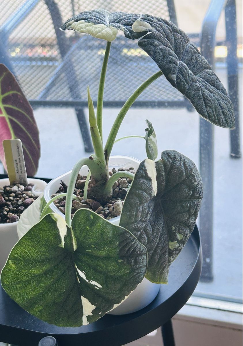 Plantes & graines: Alocasia Melo variegata Rhizom  – Neuf (Voir description) à Scherzingen par Elefantenohr.ch 1
