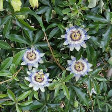 Profile image of passifloresbleues