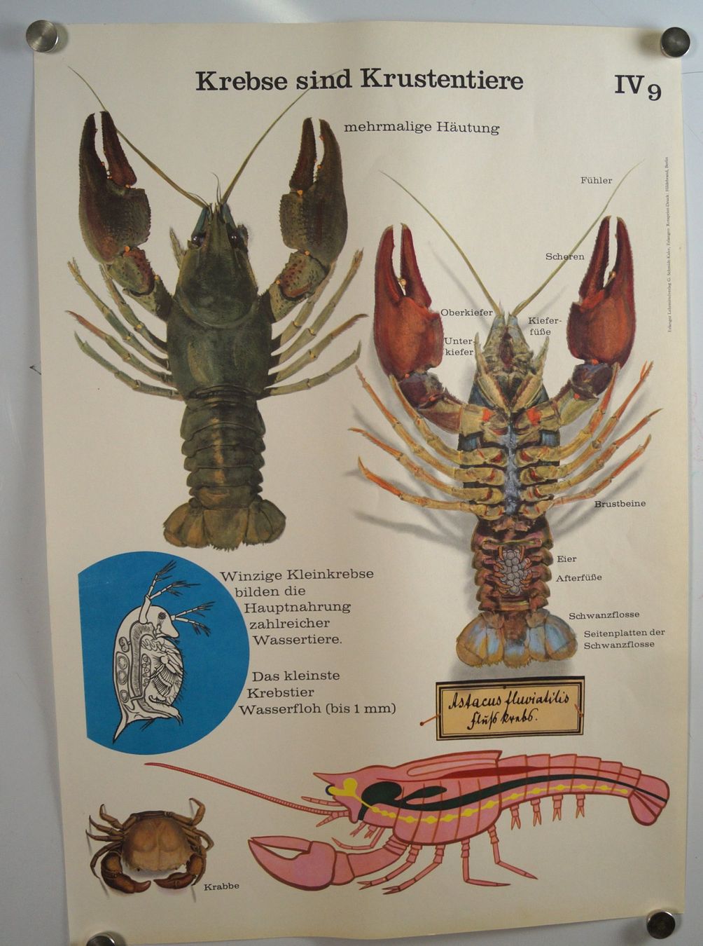 Foto & Immagini: Schulwandbild Poster Nr.9:  Krebse sind Krustentiere – Usato da Härkingen venduto da sammelbecken 2
