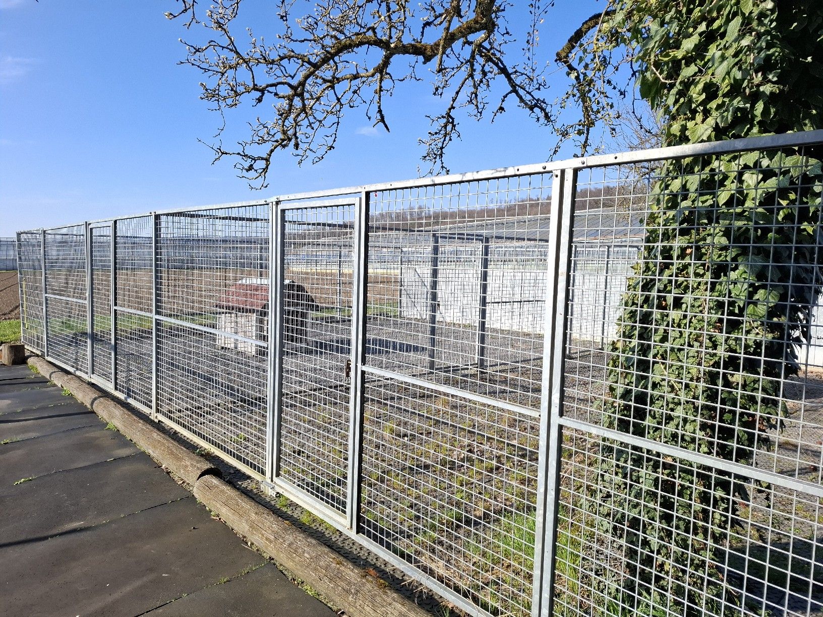 Gabbie, trasporto & Sicurezza: Zwingeranlage für Hunde  – Usato da Birmenstorf AG venduto da kildareeins