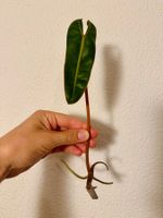 Philodendron Billietiae | Fresh Top Cutting