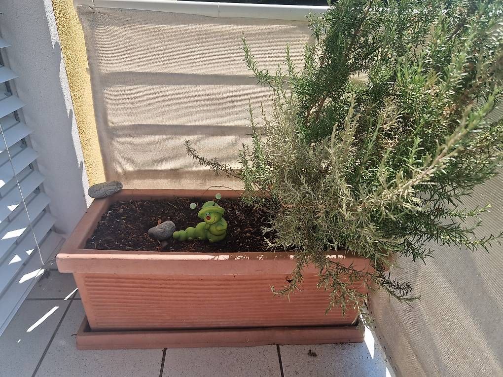 Piante & sementi: Vasche da balcone – Usato da Aurigeno venduto da dan_2xx2 1