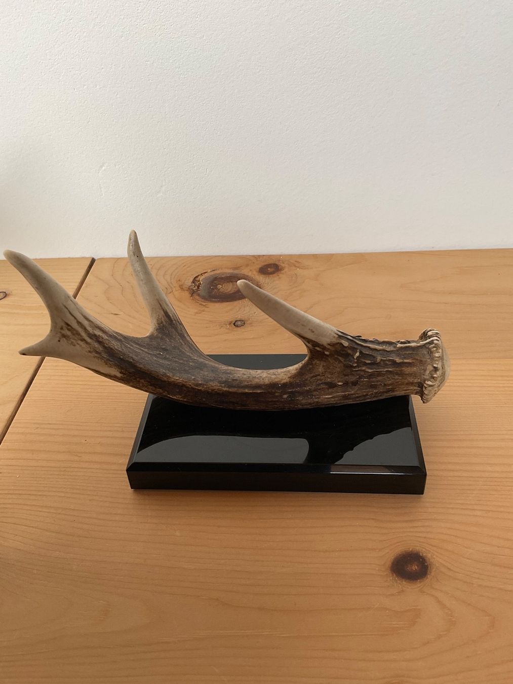 Sculture & Statue: Skulptur : Echtes Geweih auf Steinsockel – Usato da Scuol venduto da Lotus2020