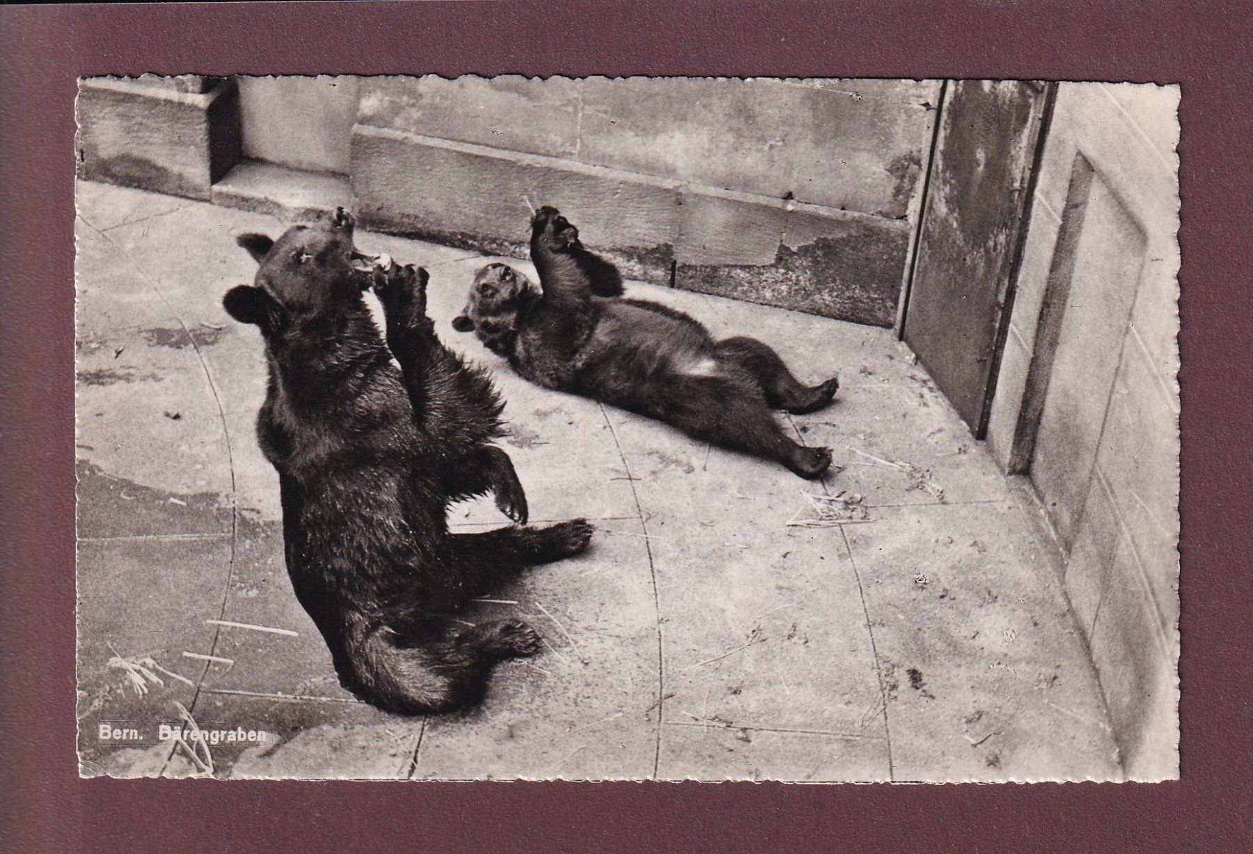 Ansichtskarten: BERN - Bärengraben - 1946 – Gebraucht aus Pully von nicecards