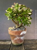 Crassula Ovata Minima - Bonsai-Bäumchen im Tontopf