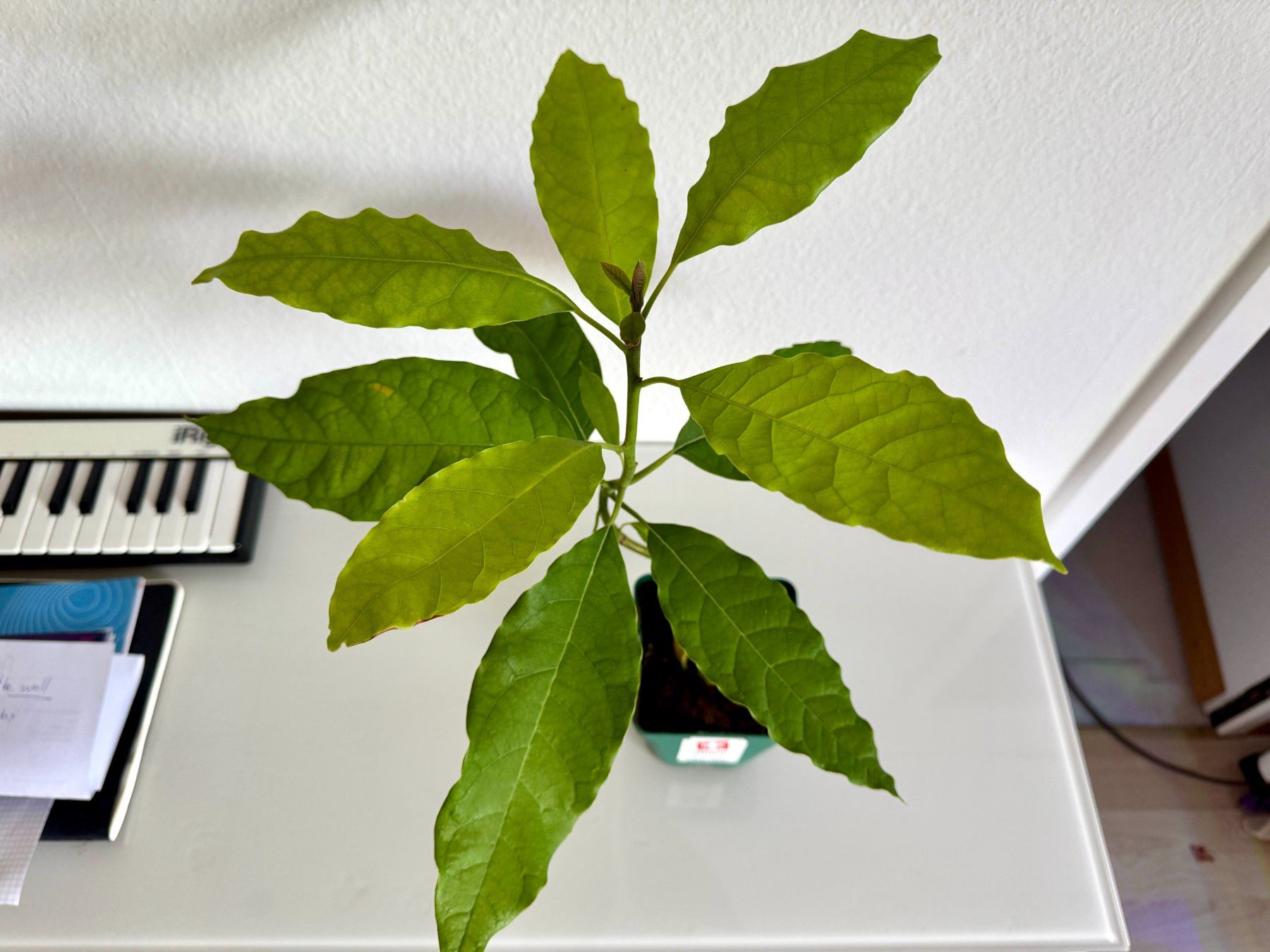 Plantes & graines: Avocado Baum (curved trunk) – Neuf (Voir description) à Schlieren par Edgar_k 3