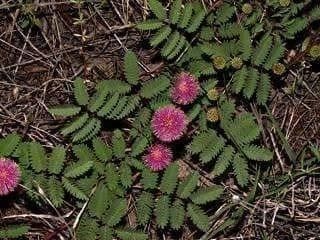 Piante & sementi: SCHRANKIA UCINATA !  20g – Nuovo (secondo la descrizione) da Bremblens venduto da FIBONACCI369 1