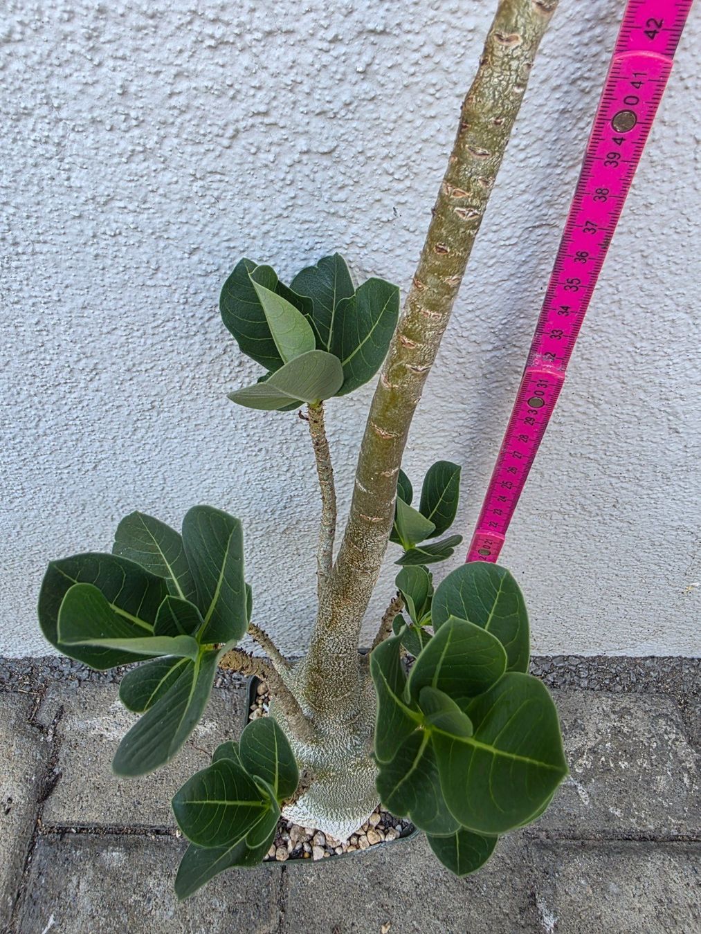Piante & sementi: Adenium arabicum "Black Hawk" / Wüstenrose Sämling – Usato da Thalheim venduto da silvara01 4