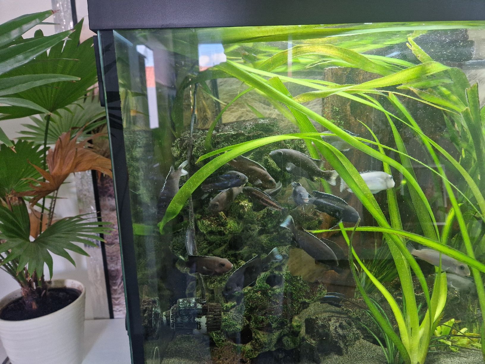 Juwel Aquarium: Juwel Rio 450 Koplett Set – Gebraucht aus Etzgen von kor_mq6d 4