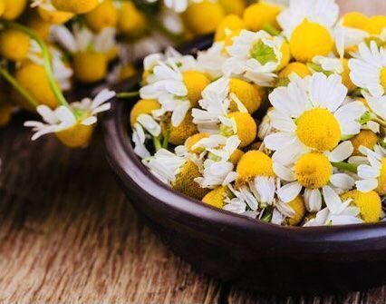 Pflanzen & Samen: Heilpflanze ”Kamille” 50 Samen – Neu und originalverpackt aus Rovio von POSITIFFARTandPLANTS 2