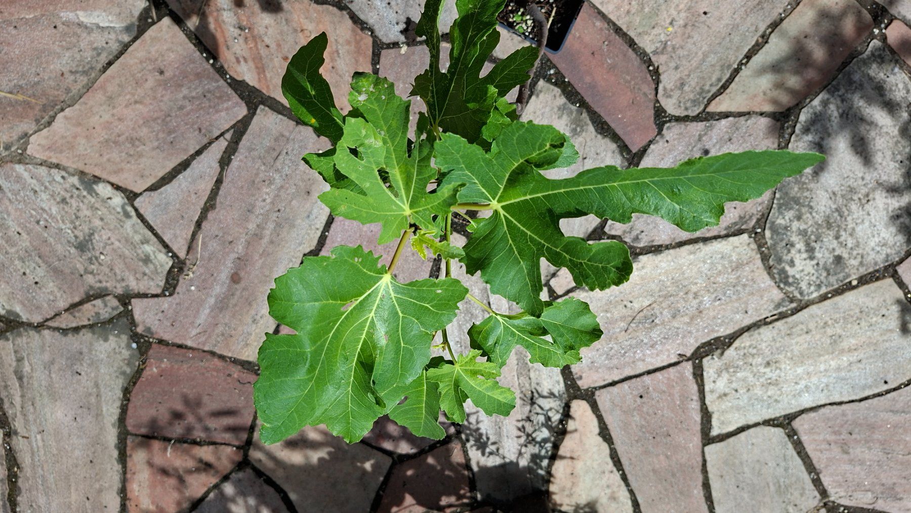 Piante & sementi: Kleiner Feigenbaum – Usato da Alikon venduto da Brunzolini 1