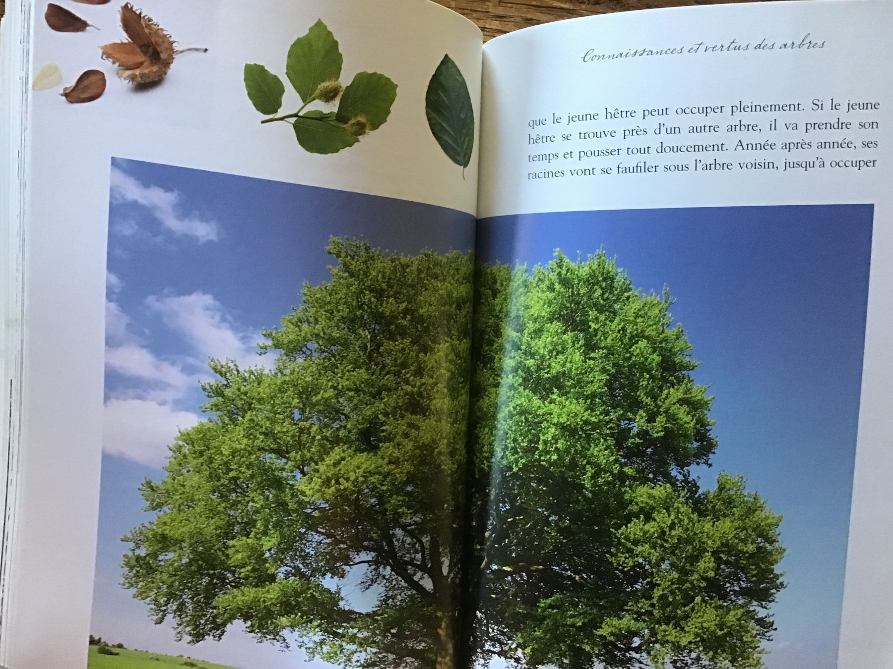 Livres: Chamanisme celtique, ces arbres nos maîtres – D'occasion à Fully par Ruby97 6