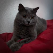 Profile image of lushoverthechoes