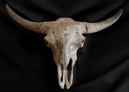 Fossile Rare : Crâne de Bison Priscus – 117 cm