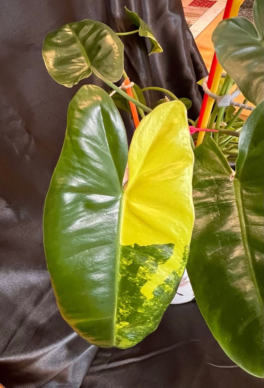 Piante & sementi: Philodendron burle marx variegated – Usato da Zofingen venduto da Erfolg1957 3