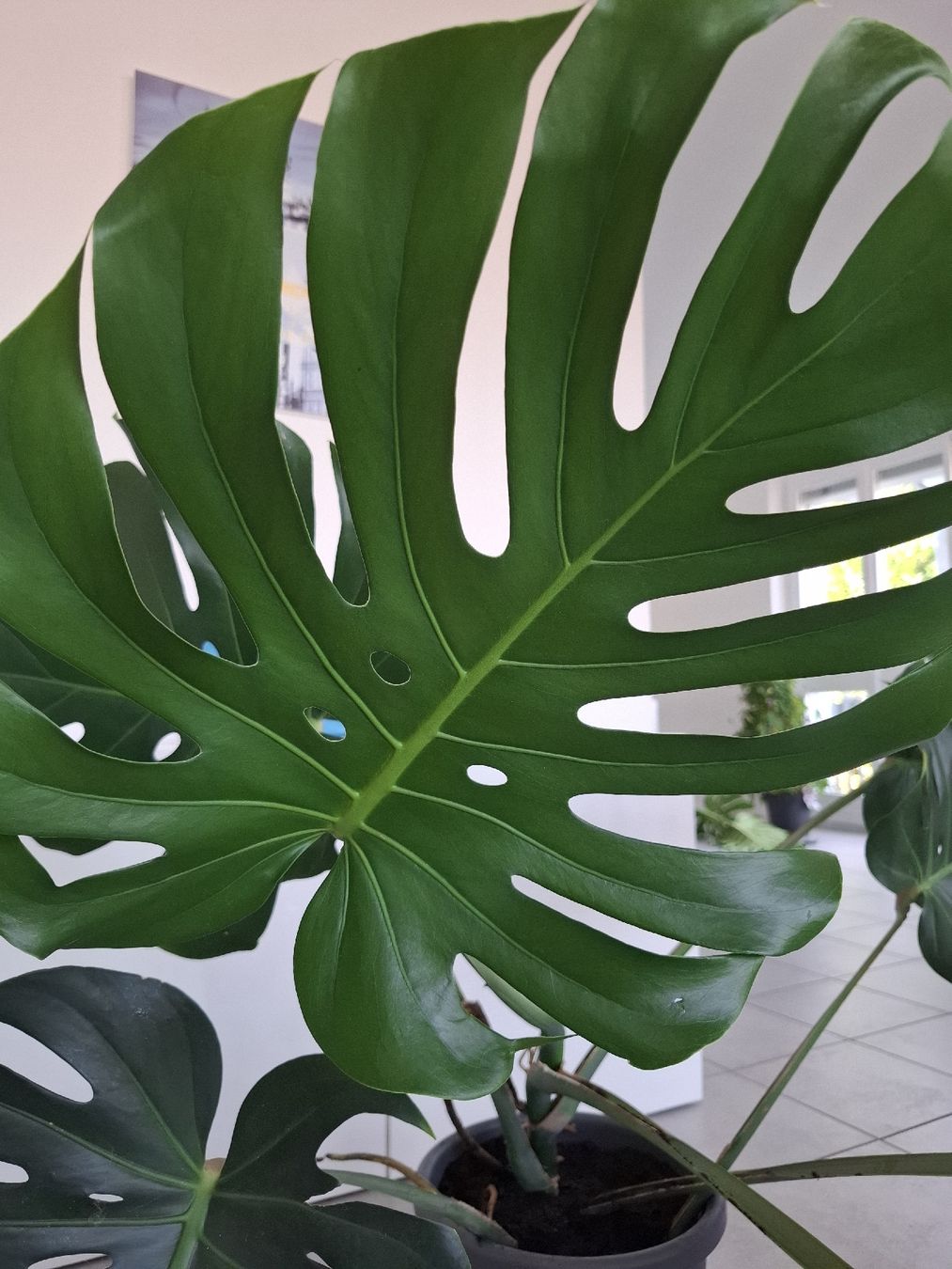 Piante & sementi: Echte Monstera – Nuovo (secondo la descrizione) da Neuenhof venduto da summer_25 3