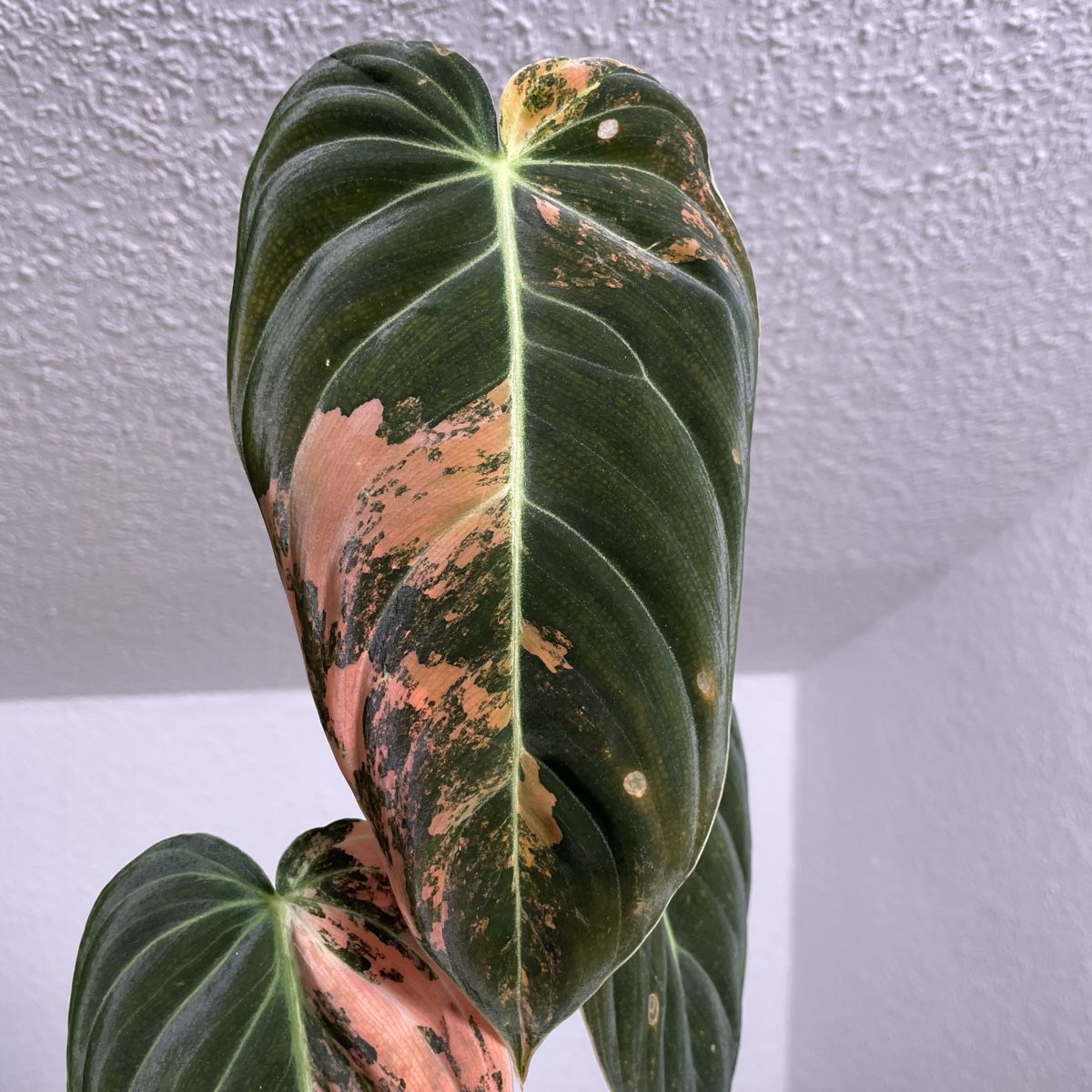 Piante & sementi: Philodendron Melanochrysum orange variegata – Usato da Suhr venduto da Planted.by.two 4