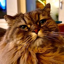 Profile image of Zorrotiger60