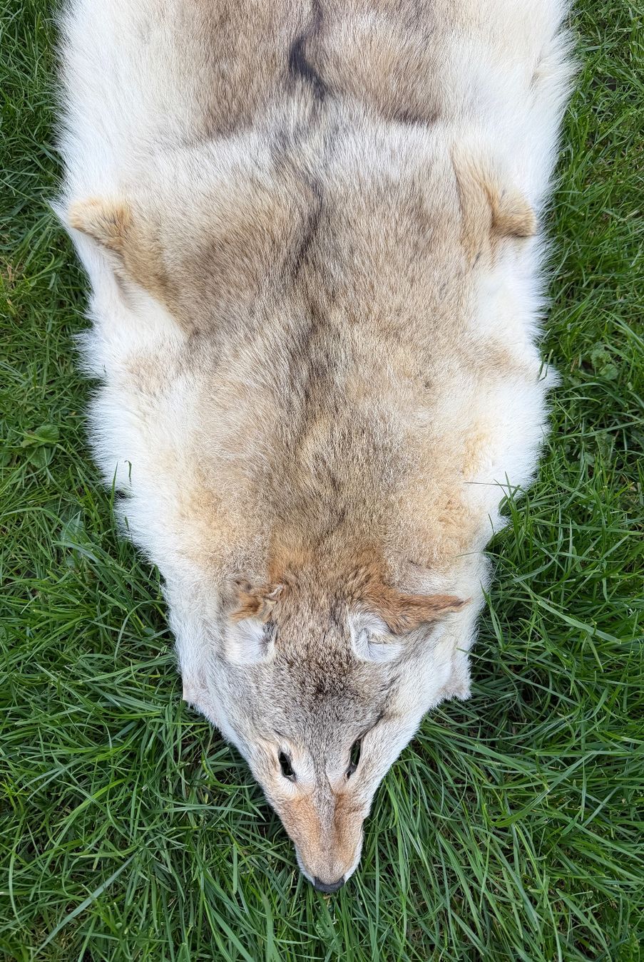 Il mondo degli animali: Echtes Wolfsfell Mongolei - 2007 Legal importiert – Nuovo (secondo la descrizione) da Thun venduto da Abalona3600 1